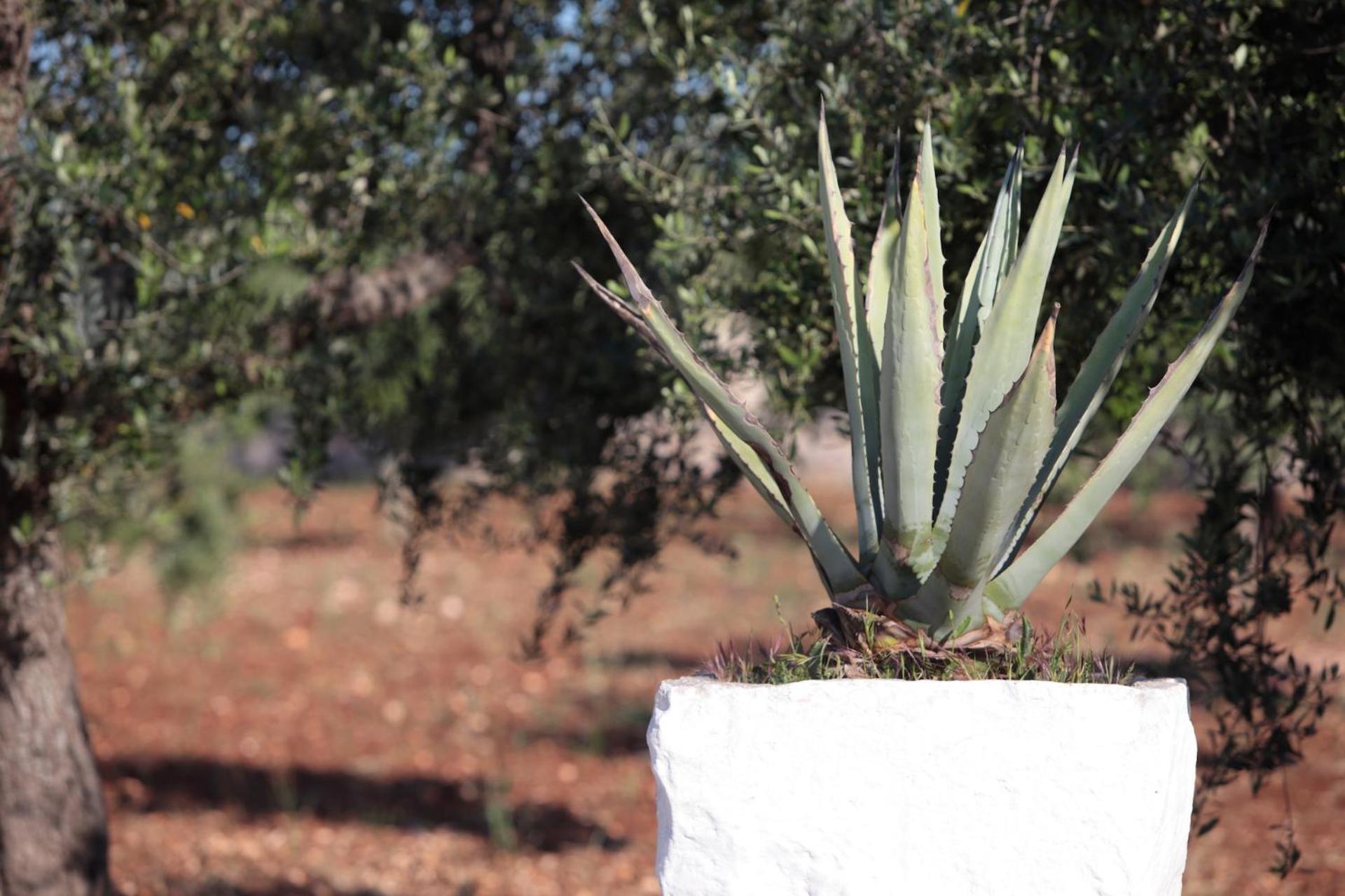 Bed & Breakfast Pietra Pesara