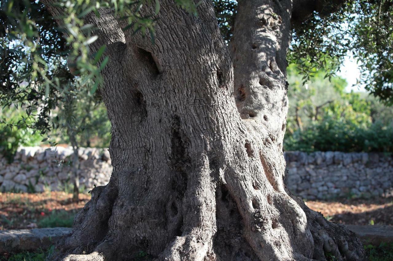 Pietra Pesara *